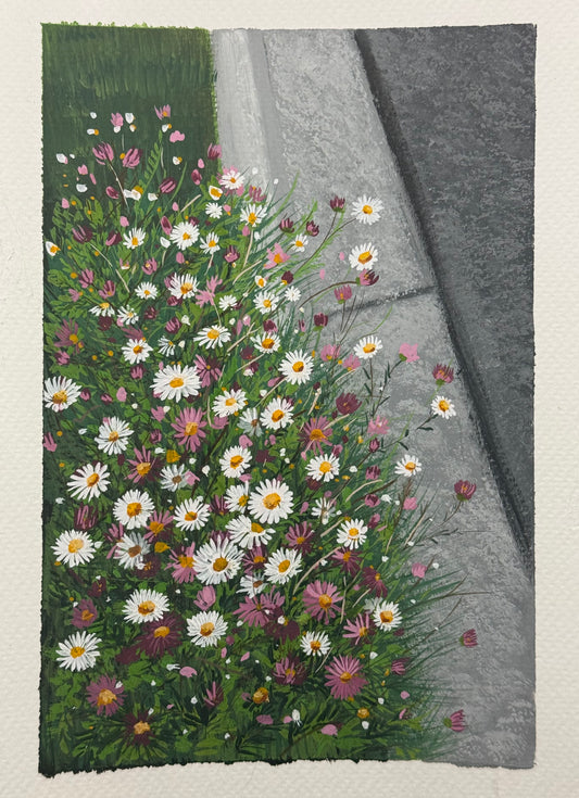 erigeron